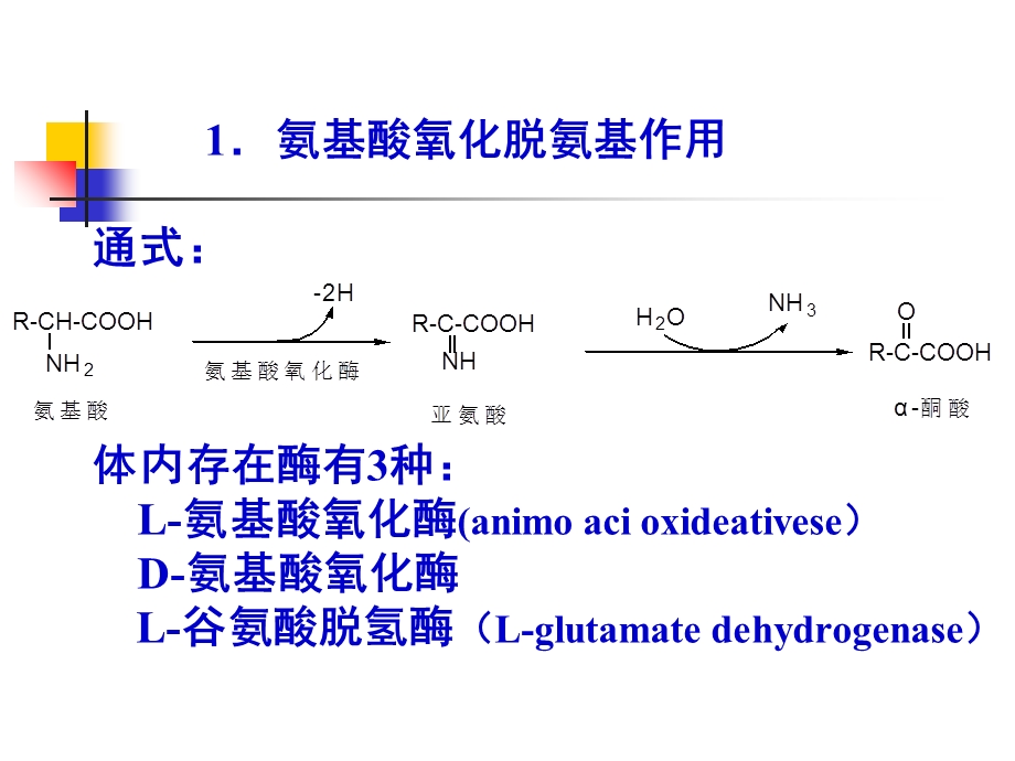 氨基酸的一般代谢.ppt_第3页