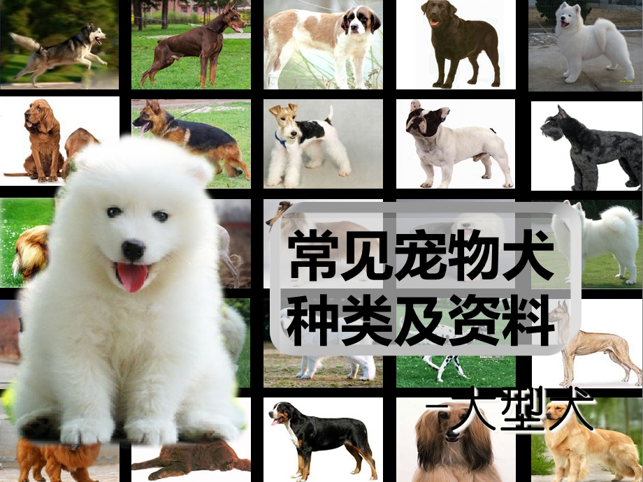 常见宠物犬种类及资料-大型犬.ppt_第1页