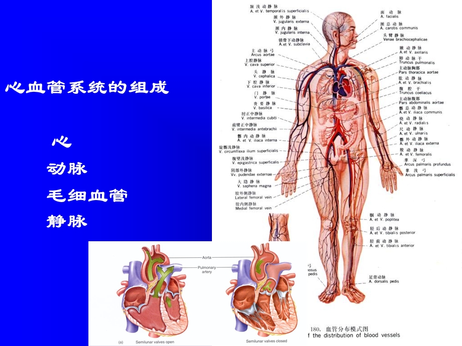 北医解剖学心脏.ppt_第2页