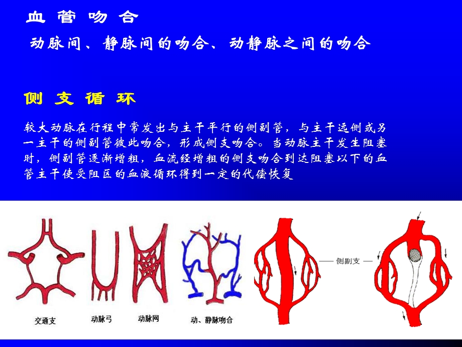 北医解剖学心脏.ppt_第3页