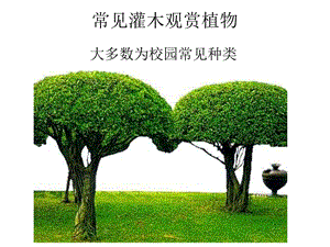 常见灌木观赏植物.ppt