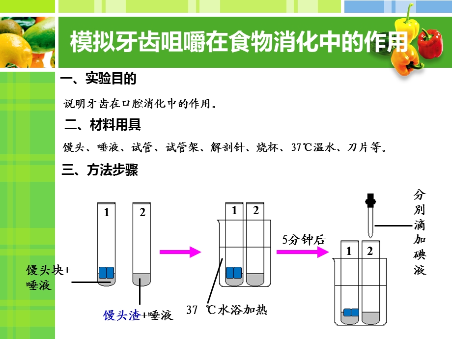 模拟牙齿咀嚼在食物消化.ppt_第3页