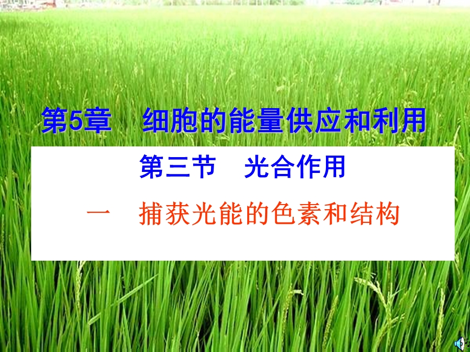 捕获光能的色素的提取和分离.ppt_第1页