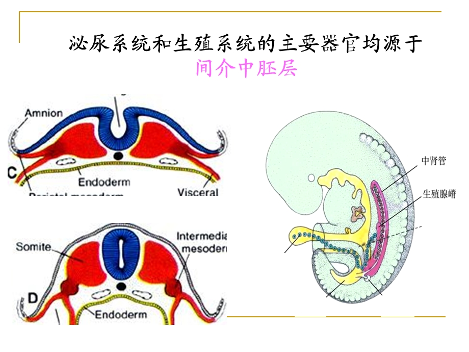 泌尿和生殖系统的发生.ppt_第2页