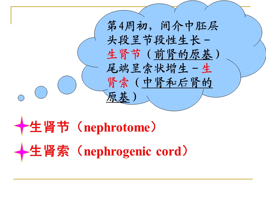 泌尿和生殖系统的发生.ppt_第3页