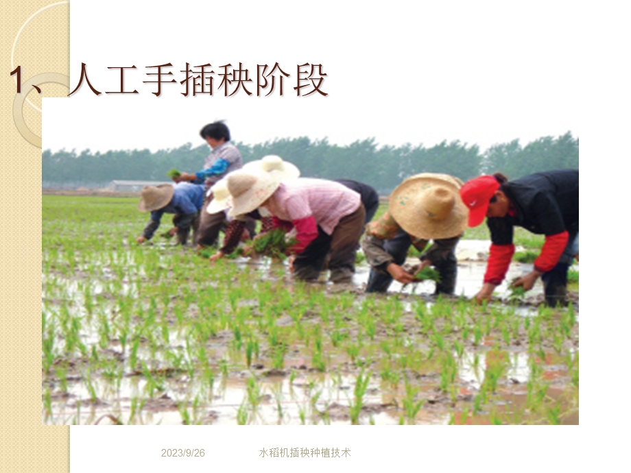 水稻机插秧种植技术.ppt_第3页
