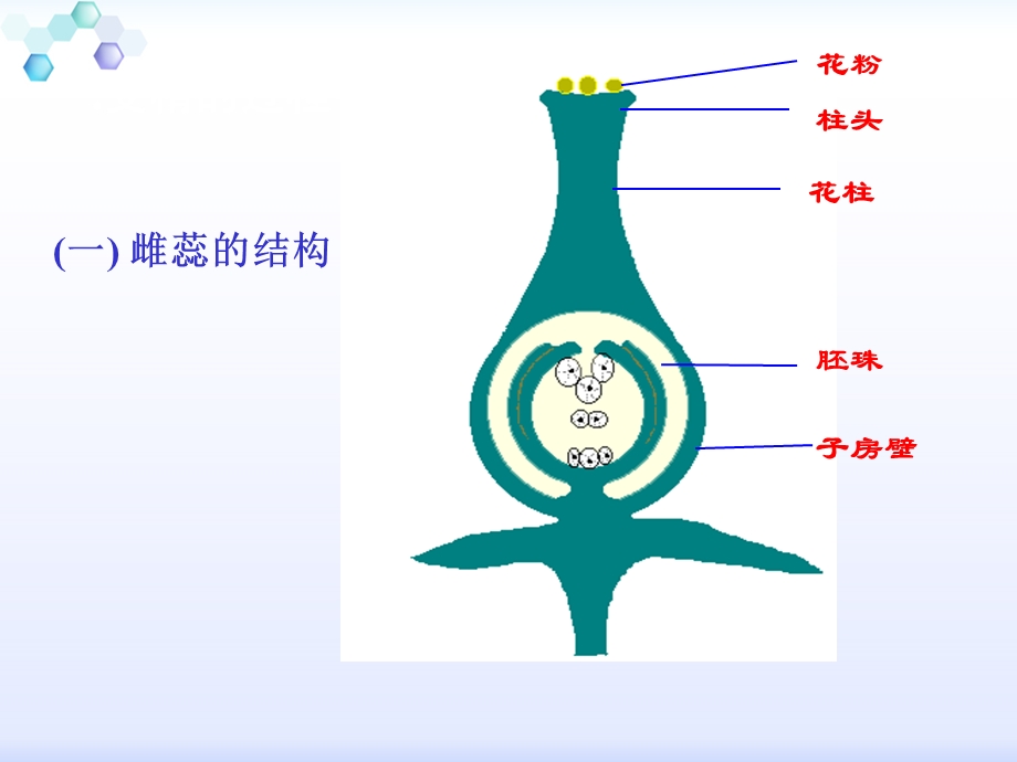 果实和种子的形成课件.ppt_第3页