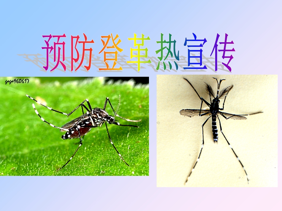 登革热防治知识宣传.ppt_第1页