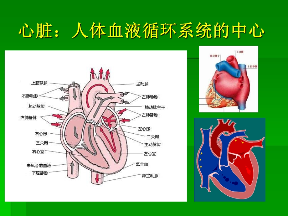 扩展阅读-纵隔心血管的解剖.ppt_第2页