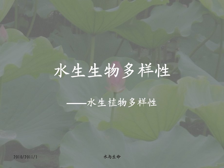 水生植物多样性.ppt_第1页