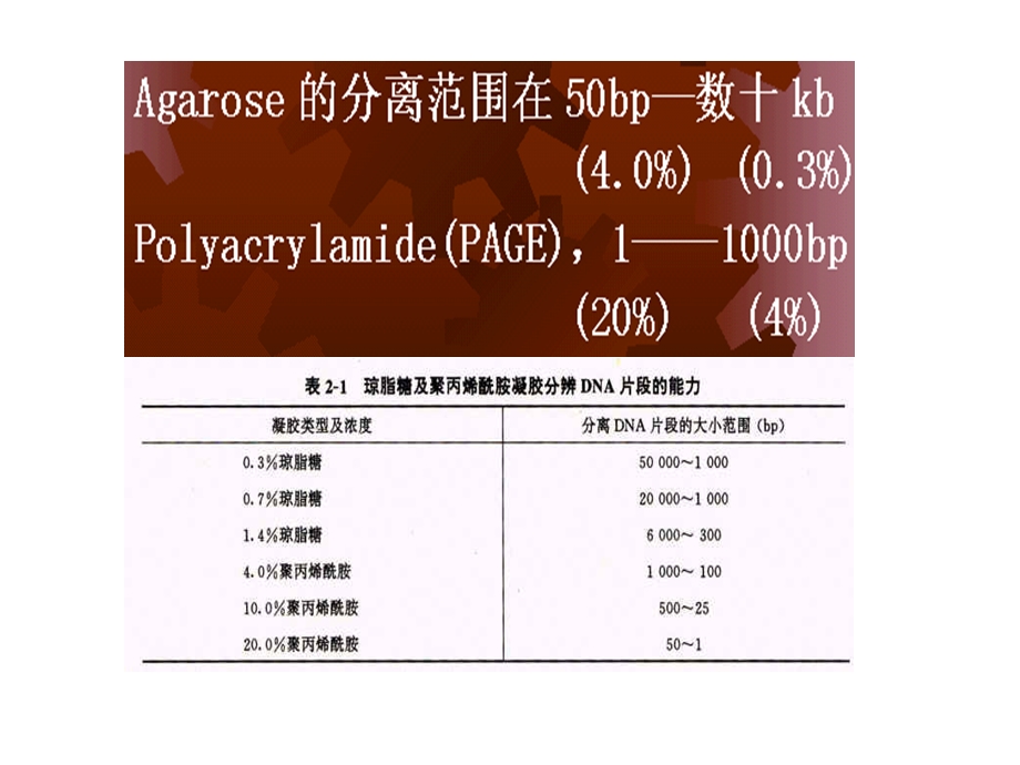 分子生物学研究方法朱玉贤.ppt_第3页