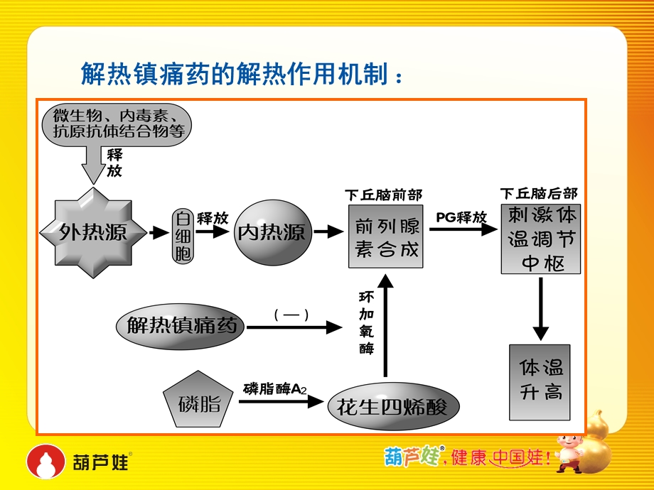 布洛芬颗粒业务员培训.ppt_第3页