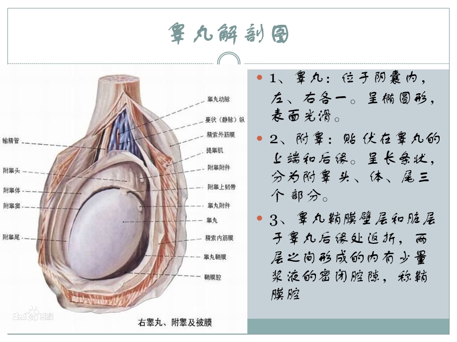 睾丸鞘膜腔积液.ppt_第3页