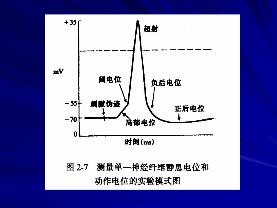 动作电位的全或无.ppt_第1页