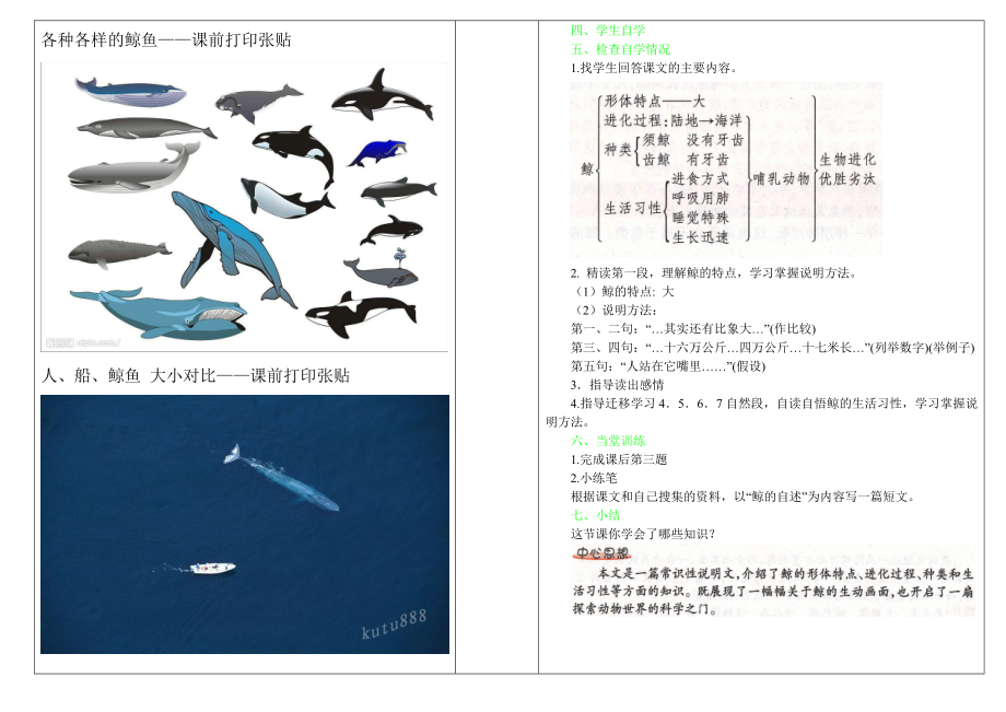 《鲸鱼》教案.doc_第3页