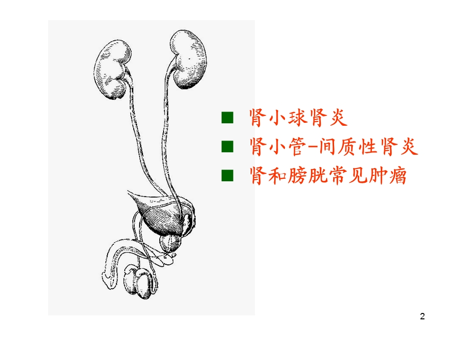 病理学肾小球肾炎.ppt_第2页