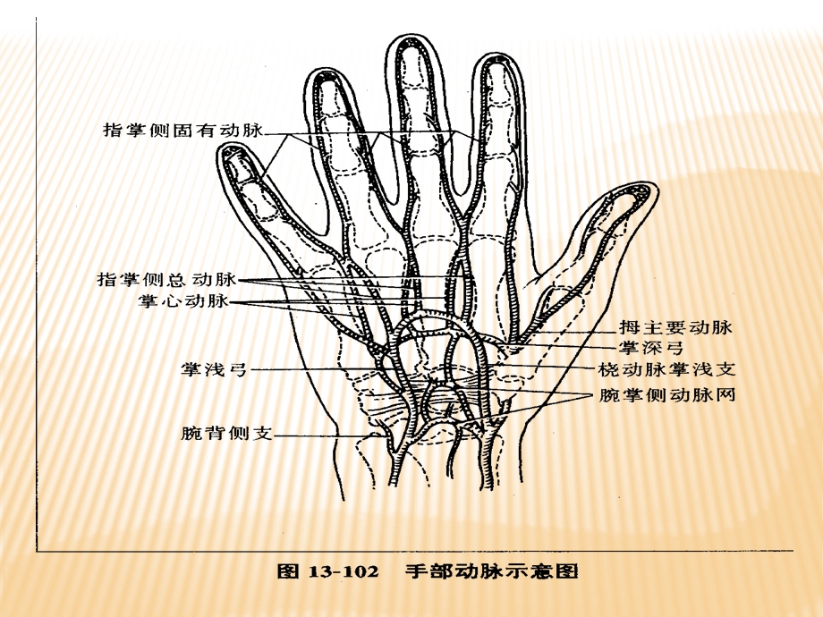 断指再植术后护理及血运观察.ppt_第3页