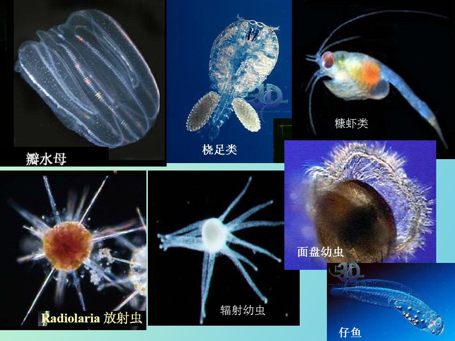 海洋浮游动物.ppt_第3页