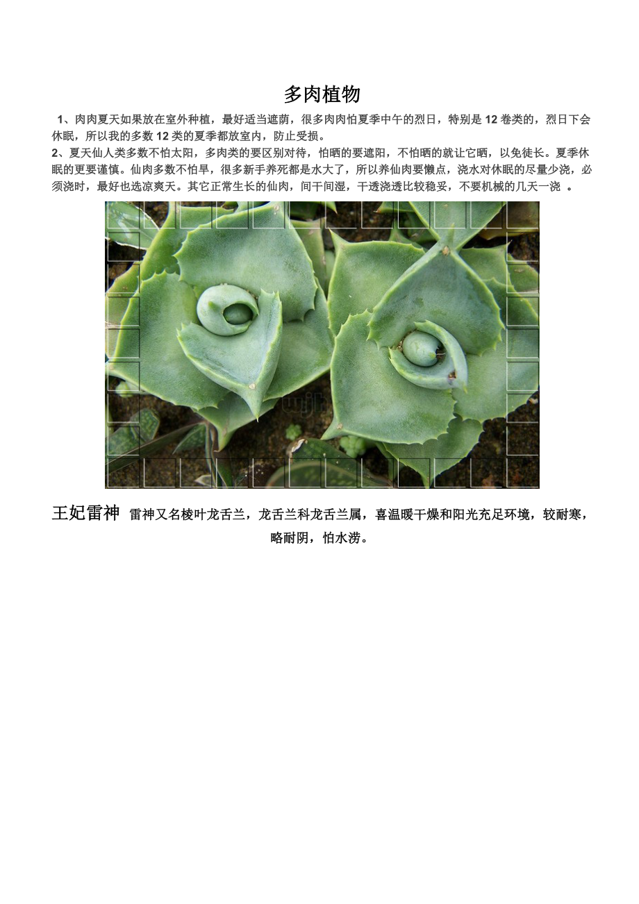 [精品文档]家庭盆景多肉植物—1.doc_第1页