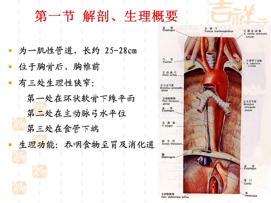 本科食道癌病人的护理.ppt_第3页