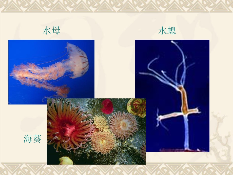 生物3腔肠教程配套.ppt_第2页