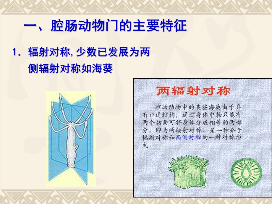 生物3腔肠教程配套.ppt_第3页