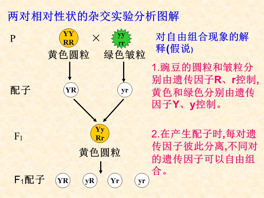 必修21-2孟德尔的豌豆杂交实验(二).ppt_第2页