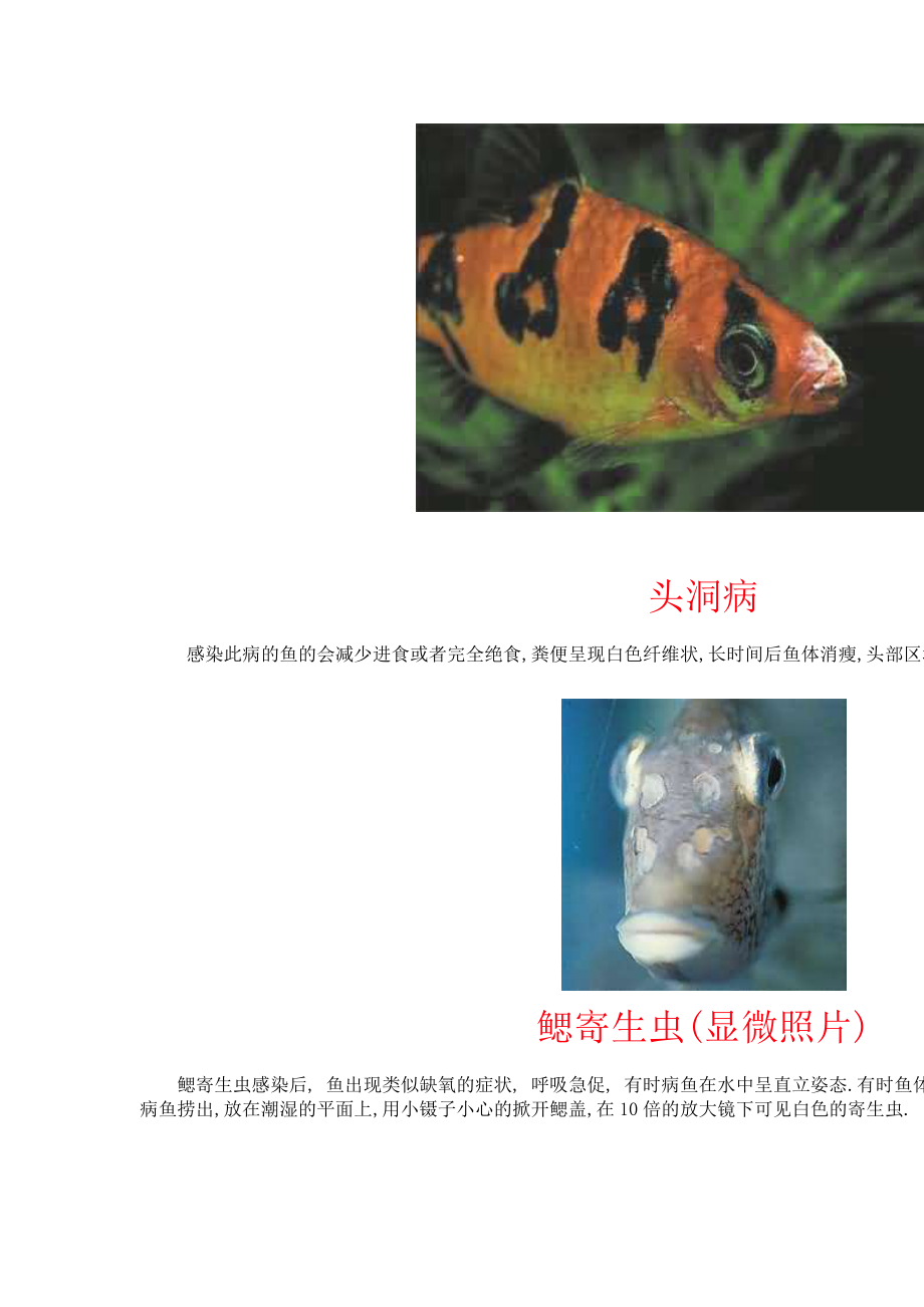 general fish disease pictures.doc_第3页