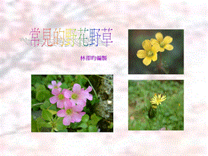 常见的野花野草.ppt