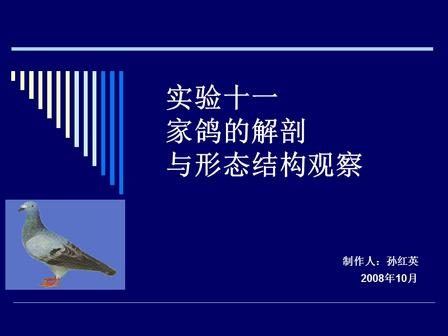 动物学实验-家鸽解剖.ppt_第1页