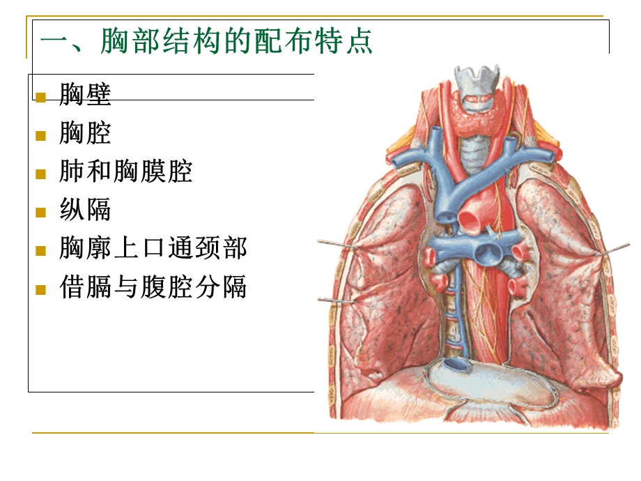 断层解剖(胸部).ppt_第2页