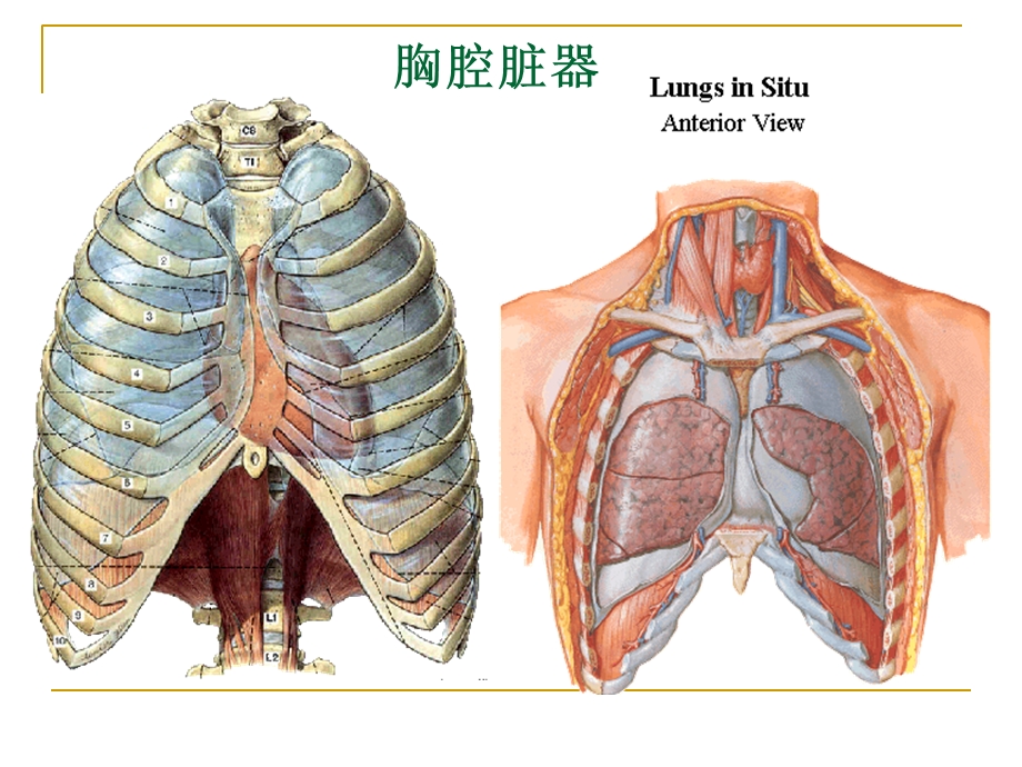 断层解剖(胸部).ppt_第3页