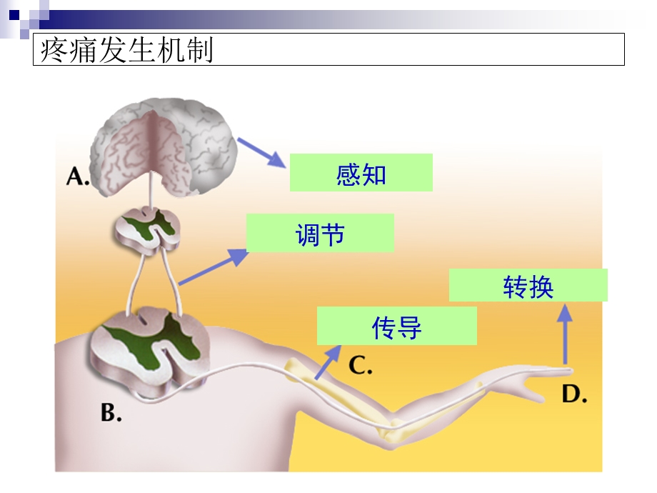 疼痛药物治疗新进展.ppt_第3页