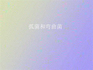 弧菌和弯曲菌.ppt