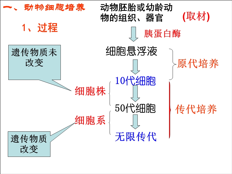 动物细胞细胞工程.ppt_第3页