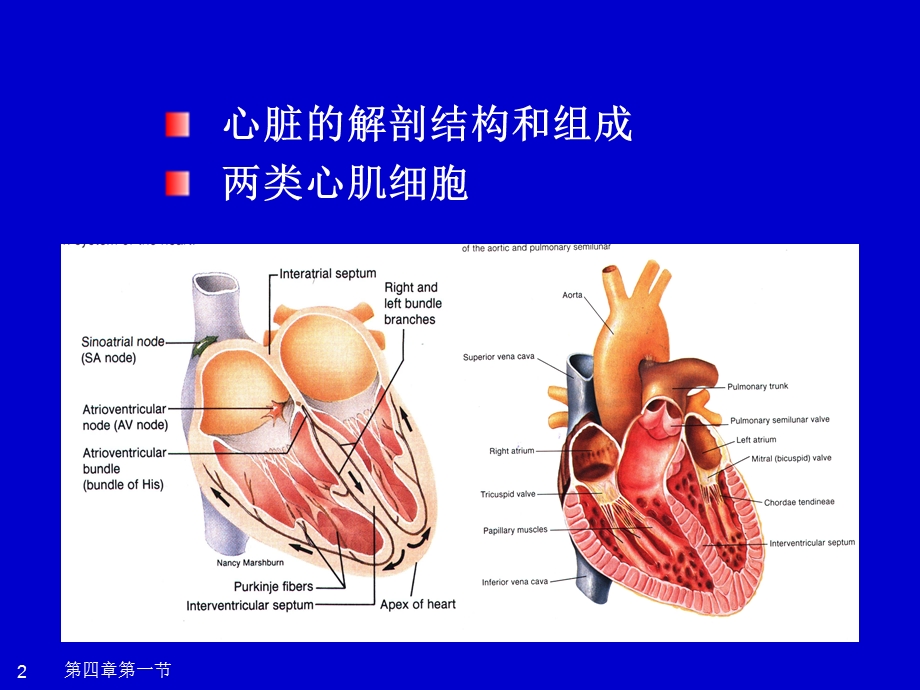 生理代课第四章第二节.ppt_第2页