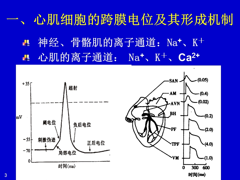 生理代课第四章第二节.ppt_第3页