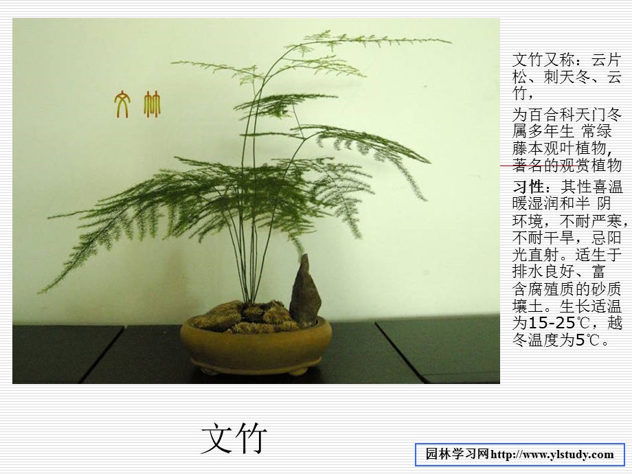 常见室内盆栽植物.ppt_第1页