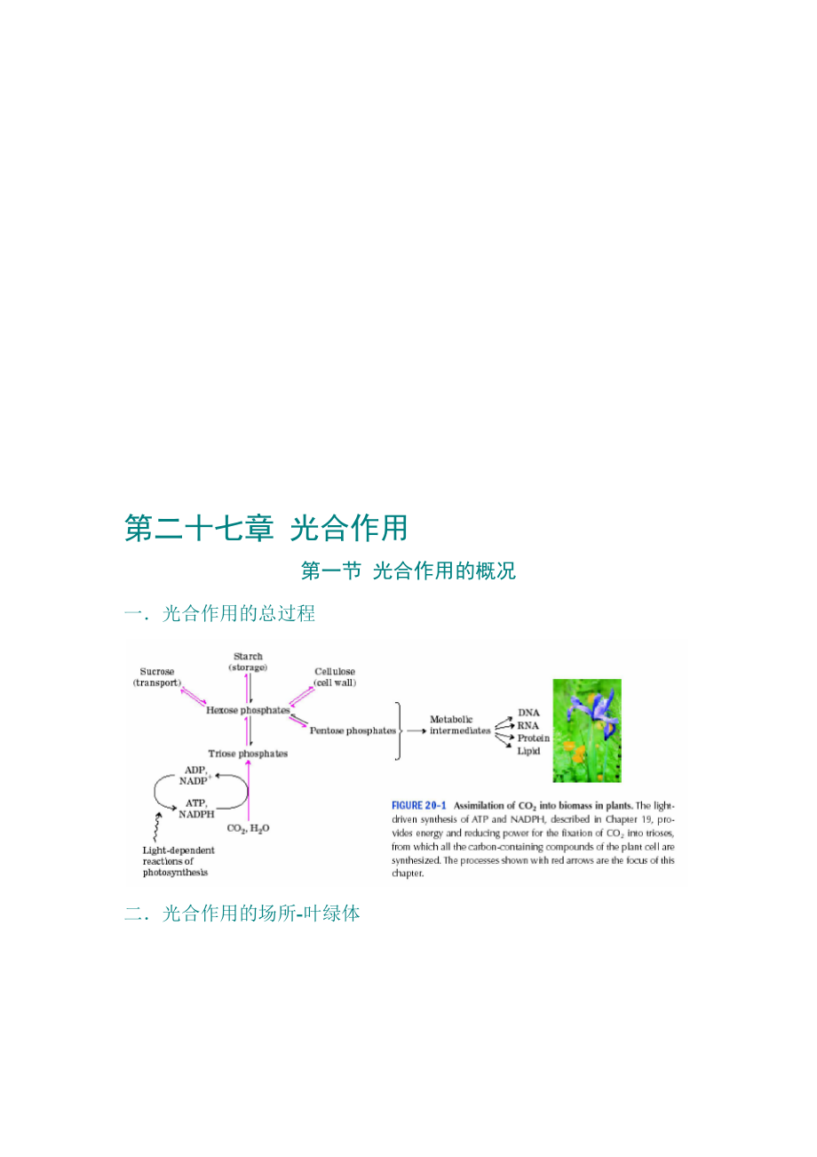 第27章光合作用.doc_第1页