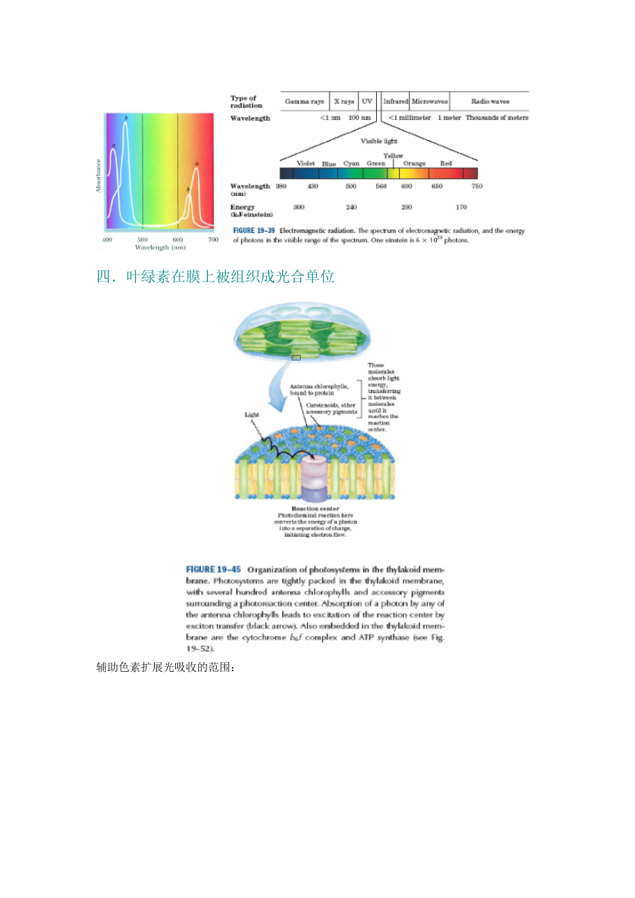 第27章光合作用.doc_第3页