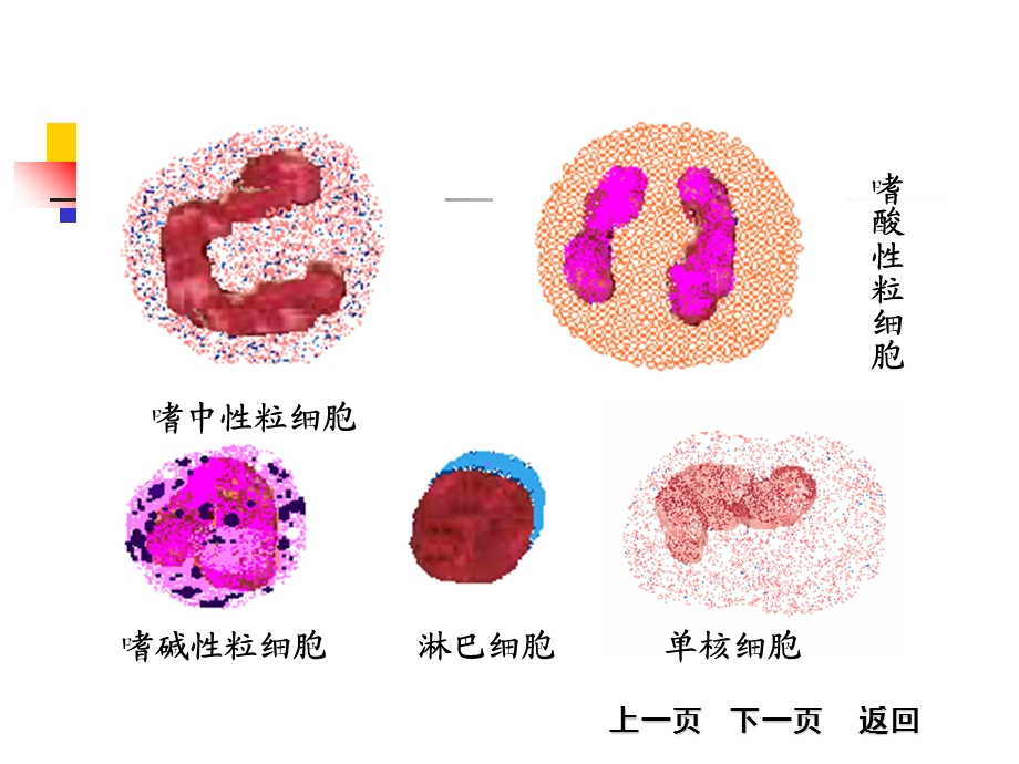 白细胞分类和计数.ppt_第1页