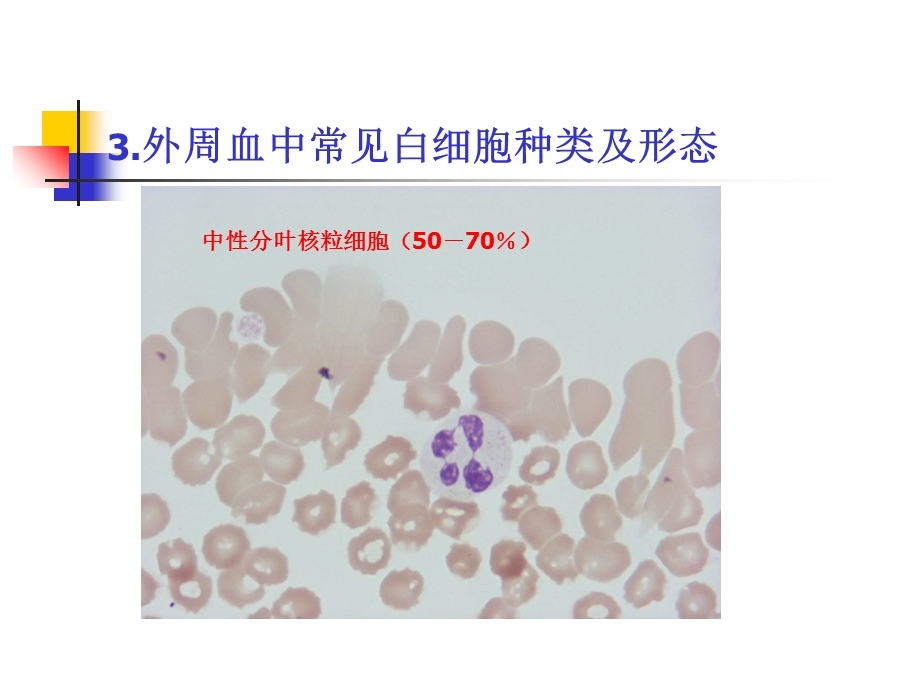 白细胞分类和计数.ppt_第2页