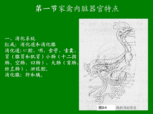 师范学院禽内脏器官特点.ppt