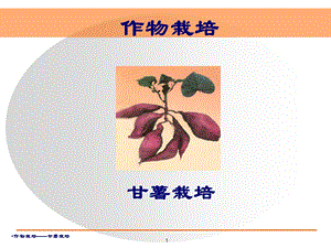 甘薯(红薯)生产技术.ppt