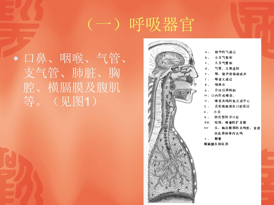 简介歌唱器官与歌唱姿势.ppt_第3页