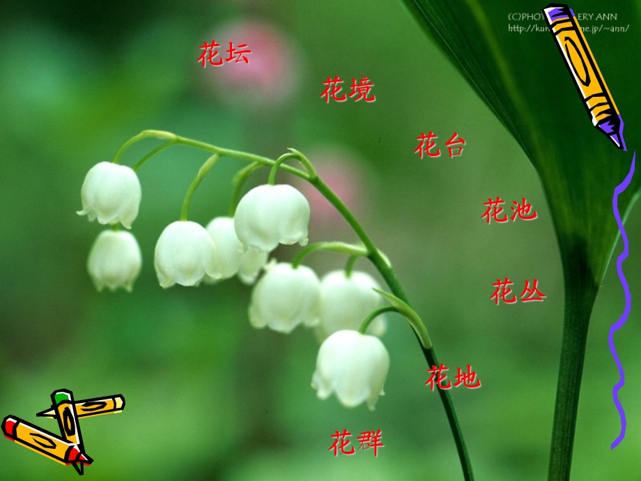 花卉的种植设计.ppt_第3页