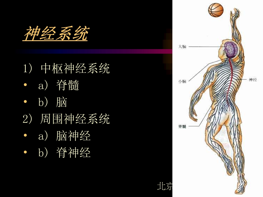 生物神经系统的组成和功能.ppt_第2页