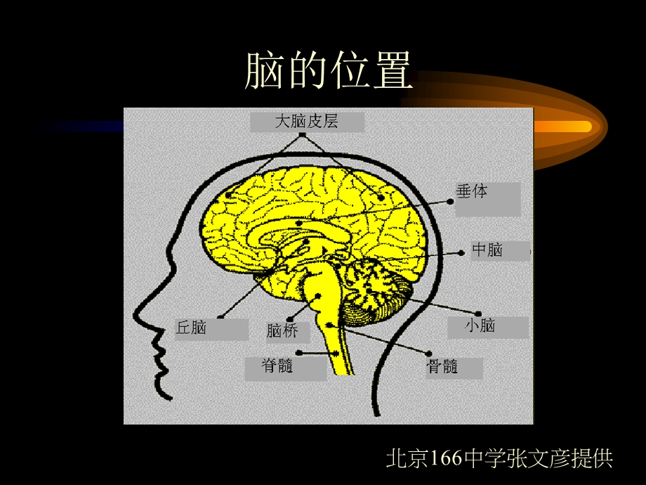 生物神经系统的组成和功能.ppt_第3页