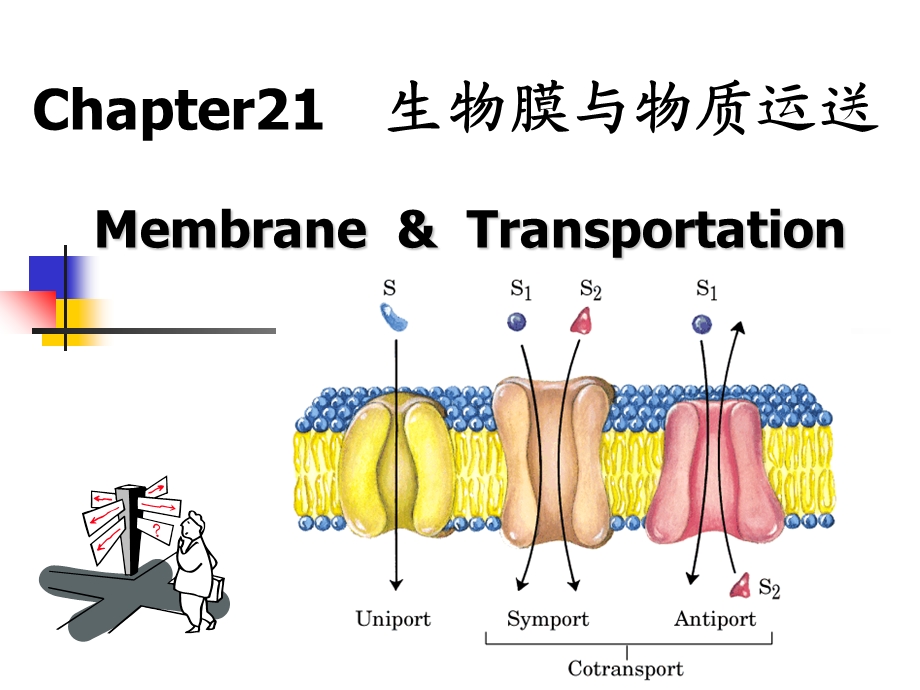 考研生化第21章生物膜与物质运送.ppt_第2页