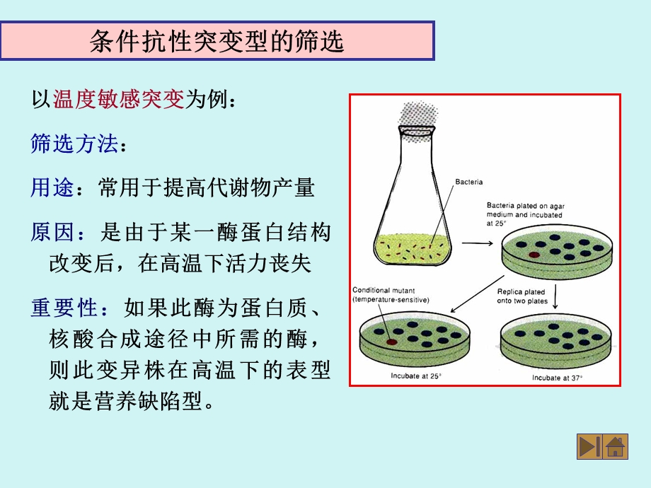 特殊变异菌的筛选方法.ppt_第2页